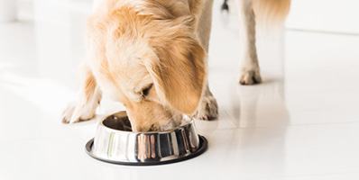 Laadukas koiranruoka on tärkeässä osassa lemmikin hyvinvointia