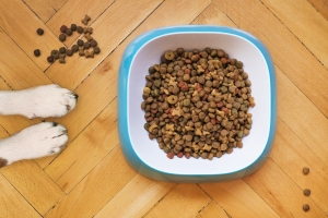 Mitä ottaa huomioon vaihtaessa koiranruokaa?