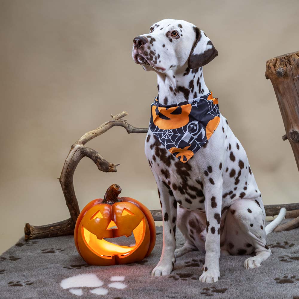 Boogie Festival Halloween -kolmiohuivi koiralle, M