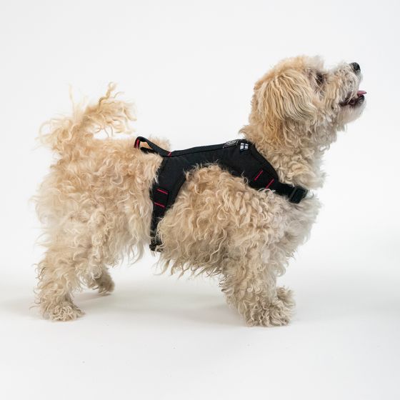 GOTO-Sportwear Casu3 valjaat pienelle koiralle