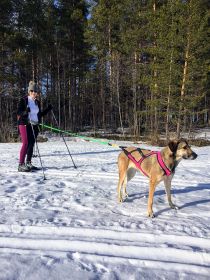 Axaeco Vetoliina Bikejoring/Canicross