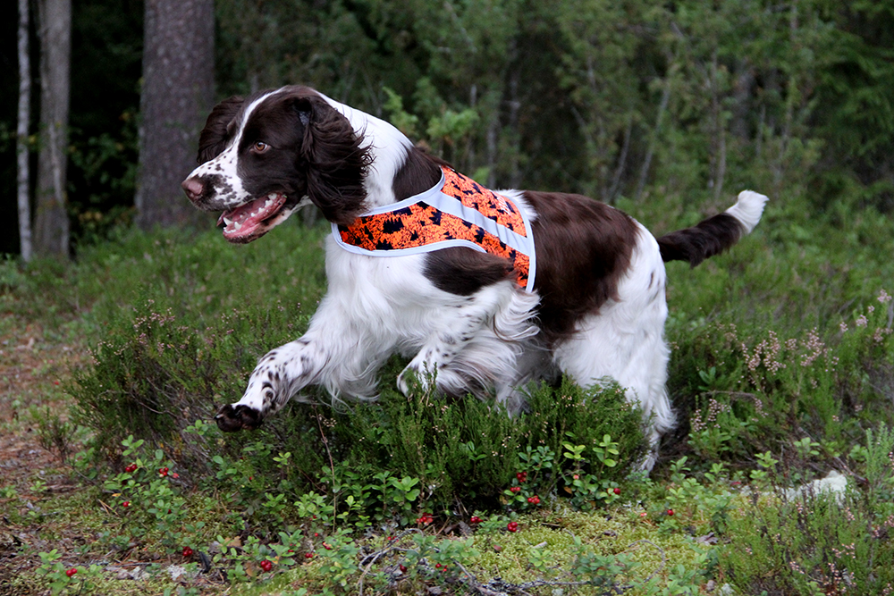 Brava BOOSTER koiran huomioliivi, Oranssi-forest
