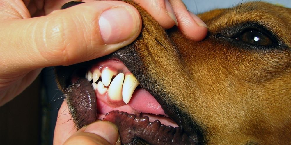Tarkista koirasi hampaat säännöllisesti.